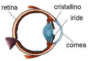 Anatomia dell'occhio. Si noti la presenza e la forma del cristallino.